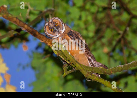 Waldohreule (Asio otus), junge Vögel, die aus dem Baum oben, Deutschland, Bayern, Niederbayern, Oberbayern Stockfoto