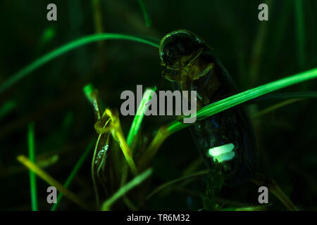 Kleine blitz Käfer (Lamprohiza splendidula, Phausis splendidula), an einem Spieß sitzen und Beleuchtung in der Nacht, Deutschland, Bayern, Niederbayern, Oberbayern Stockfoto