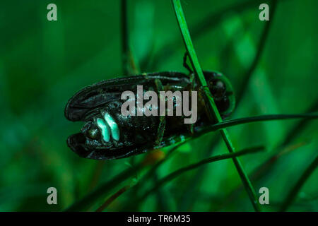 Kleine blitz Käfer (Lamprohiza splendidula, Phausis splendidula), an einem Spieß sitzen und Beleuchtung in der Nacht, Deutschland, Bayern, Niederbayern, Oberbayern Stockfoto