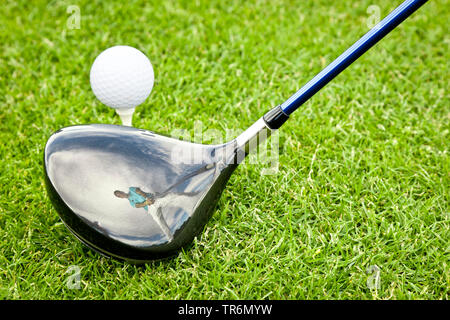 Junge Menschen, die Golf spielen, im Golf Club widerspiegelt, Deutschland Stockfoto