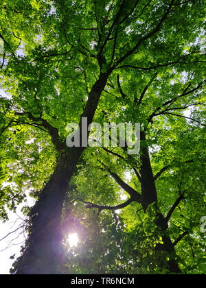 Gemeinsame Buche (Fagus sylvatica), Blick auf die Krone einer Buche im Frühjahr, Deutschland, Nordrhein-Westfalen Stockfoto