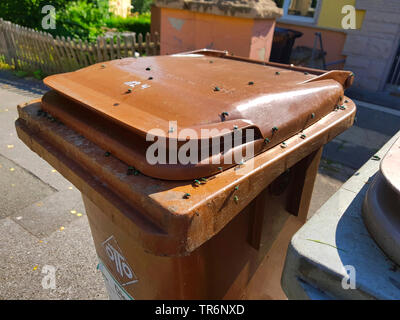 Eine Menge fliegen auf eine organische Abfälle Sammelbehälter im Sommer, Deutschland Stockfoto