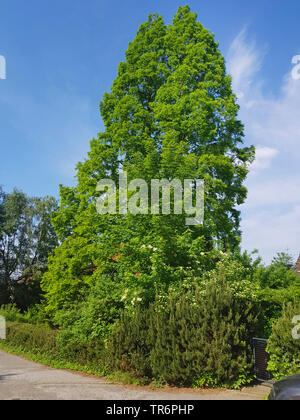 Dawn Redwood (Metasequoia glyptostroboides), in einem Garten vor, Deutschland Stockfoto