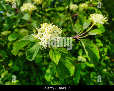 Hartriegel, Dogberry (Cornus sanguinea), blühender Zweig, Deutschland Stockfoto