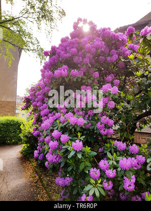 Catawba Rhododendron, Catawba Rose Bay (Rhododendron catawbiense), blühen in einen Vorgarten, Deutschland Stockfoto