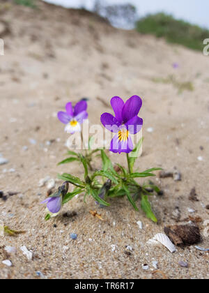 Heartsease, einfache Herz, Herz's Delight, Kitzeln - mein - Fancy, wilde Stiefmütterchen, Jack-Sprung-oben-und-kiss-me, kommen-und-Knuddel-mich, drei Gesichter in einer Haube, Liebe-in-müssiggang (Viola tricolor), blühen in den Dünen, Niederlande Stockfoto