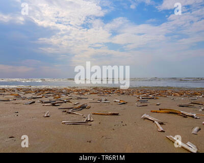 Razor clam Clam, Schwert, jackknife Razor (Ensis spec.), große Anzahl von Schwert razor-Muscheln am Strand der Nordsee, Niederlande Stockfoto