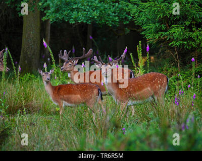 Damwild (Dama Dama, Cervus dama), Brache Dollars mit Hind in einem Wald meaow, Deutschland, Sachsen Stockfoto