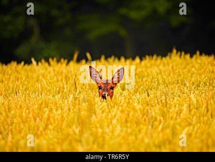 Reh (Capreolus capreolus), roe Buck, ein wheatfield, Deutschland, Sachsen Stockfoto