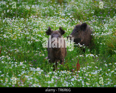 Wilde Eber, Schwein, Wildschwein (Sus scrofa), royal Tusker und wilde Sau, stehend auf einem Wildlife essen Plot, Deutschland, Baden-Württemberg Stockfoto