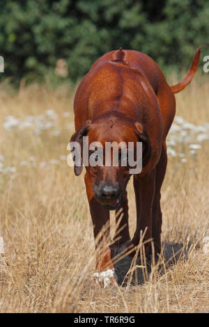 Rhodesian Ridgeback (Canis lupus f. familiaris), 15 Jahre alt, männlich Hundewiesen aufmerksam auf getrocknete Gras Stockfoto