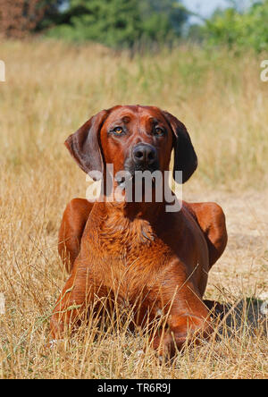 Rhodesian Ridgeback (Canis lupus f. familiaris), 15 Jahre alt, Rüde aufmerksam liegen auf getrocknetem Gras Stockfoto