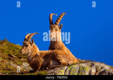 Alpensteinbock (Capra ibex, Capra ibex Ibex), Paar genießen Sie die Morgensonne auf einem Felsen gegen den blauen Himmel, Schweiz, Wallis, Nufenenpass Stockfoto