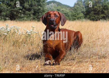 Rhodesian Ridgeback (Canis lupus f. familiaris), 15 Jahre alt, Rüde aufmerksam liegen auf getrocknetem Gras Stockfoto