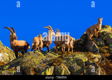 Alpensteinbock (Capra ibex, Capra ibex Ibex), eine Gruppe Steinböcke klettern auf einem Rock gegen den blauen Himmel, Schweiz, Wallis, Nufenenpass Stockfoto