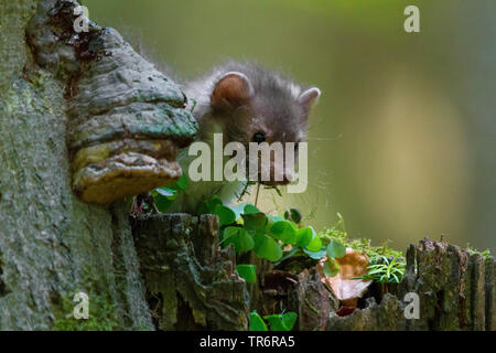 Steinmarder, Steinmarder, Weiße Breasted Marder (Martes foina), junge Tier peering hinter einem alten Baum, der Tschechischen Republik, Hlinsko Stockfoto