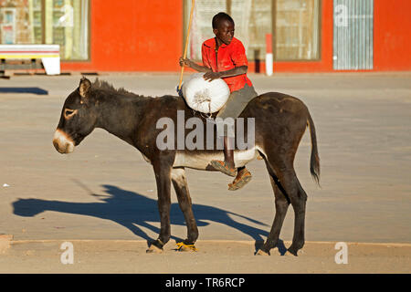 Inländische Esel (Equus asinus asinus), Jungen, auf einem Esel für den Transport eines Sack, Namibia Stockfoto