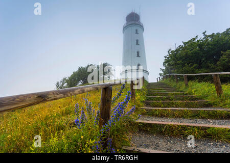 Blueweed, blaue Teufel, der Viper bugloss, gemeinsame's Viper - bugloss (Echium vulgare), Leuchtturm von Hiddensee im Nebel, Deutschland, Mecklenburg-Vorpommern, Hiddensee Stockfoto