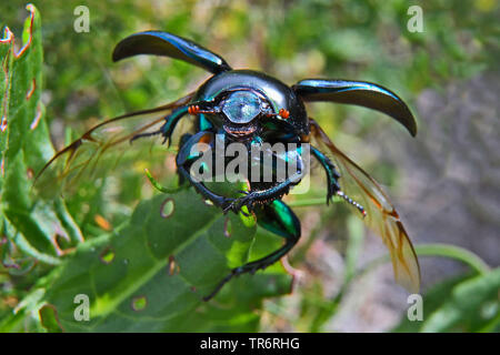 Mistkäfer, Mistkäfer (Geotrupes Eulen), mit geöffneten Flügeln auf ein Blatt, Vereinigtes Königreich, Schottland Stockfoto