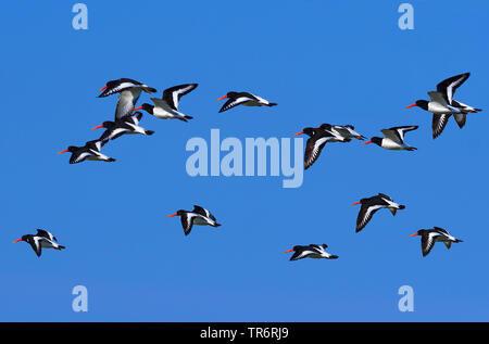 Paläarktis Austernfischer (Haematopus ostralegus), Herde in den Himmel, Vereinigtes Königreich, Schottland Stockfoto