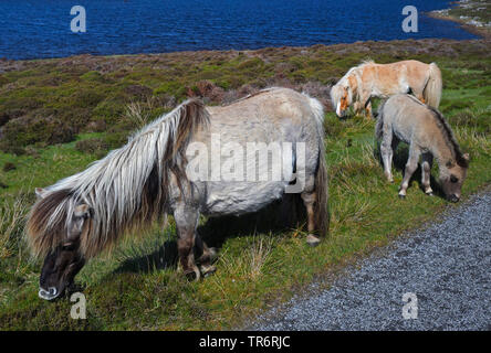 Shetland pony (Equus przewalskii f. caballus), Wilde Ponys am Loch Skipport, Vereinigtes Königreich, Schottland, South Uist Stockfoto