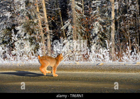 Kanadische Luchse, Silber Luchs (Lynx canadensis), Kreuzung Landstraße, USA, Alaska, haines Alaska Chilkoot Fluss Stockfoto