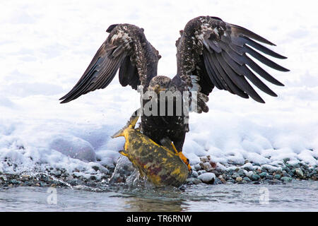 Weißkopfseeadler (Haliaeetus leucocephalus), jungen Adler caughts ein Lachs am Fluss Ufer, USA, Alaska, haines Alaska Chilkoot Fluss Stockfoto