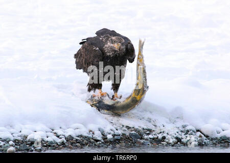 Weißkopfseeadler (Haliaeetus leucocephalus), jungen Adler mit gefangenen Lachs, USA, Alaska, haines Alaska Chilkoot Fluss Stockfoto