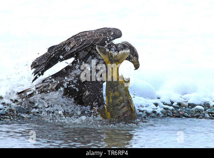 Weißkopfseeadler (Haliaeetus leucocephalus), jungen Adler caughts ein Lachs am Fluss Ufer, USA, Alaska, haines Alaska Chilkoot Fluss Stockfoto