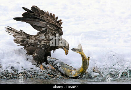 Weißkopfseeadler (Haliaeetus leucocephalus), jungen Adler caughts ein Lachs am Fluss Ufer, USA, Alaska, haines Alaska Chilkoot Fluss Stockfoto