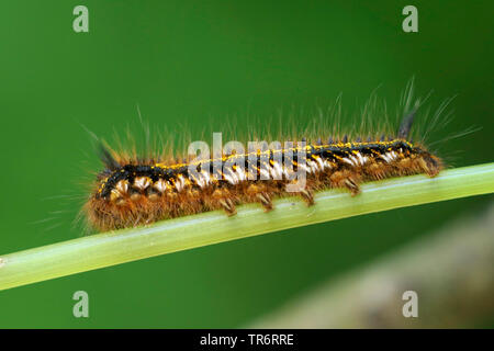 Der Trinker (Philudoria potatoria, Euthrix potatoria), Caterpillar auf einen Stiel, Deutschland, Bayern Stockfoto