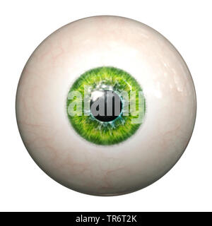 Menschen, Menschen, Menschen (Homo sapiens sapiens), green eye Ball mit Freistellungspfad Stockfoto