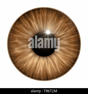 Menschen, Menschen, Menschen (Homo sapiens sapiens), brown eye Ball mit Freistellungspfad Stockfoto
