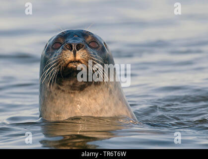 Harbour seal, Seehund (Phoca vitulina), Kanada Stockfoto