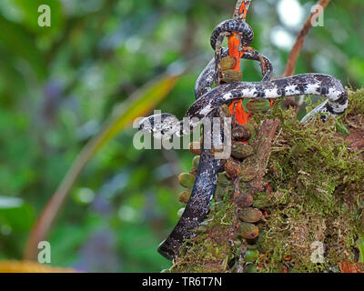 Getrübt Schlange, Bewölkt Schnecke - Essen Schlange (Sibon nebulata, Sibon nebulatus), Costa Rica Stockfoto