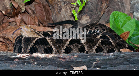 Terciopelo, Fer-de-lance, Barba Amarilla (bothrops Asper, Bothrops andianus asper), Costa Rica Stockfoto