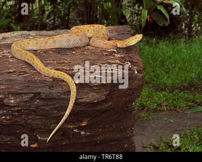 Terciopelo, Fer-de-lance, Barba Amarilla (bothrops Asper, Bothrops andianus asper), Costa Rica Stockfoto