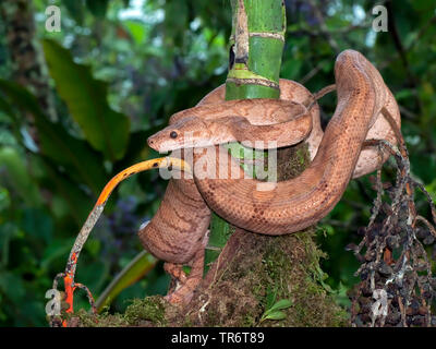 Garten baum Baum Cook's Boa, Boa, Amazon tree Boa (Corallus enydris, Corallus Hortulanus), Costa Rica Stockfoto