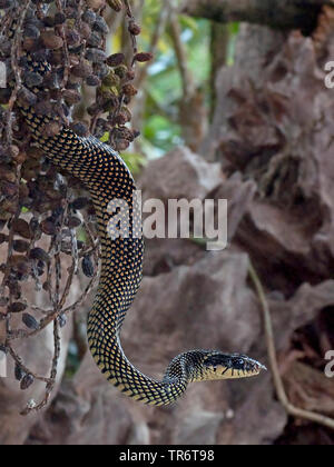 Gesprenkelt (Drymobius margaritiferus Racer), Costa Rica Stockfoto