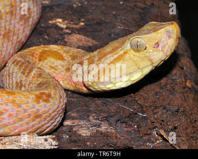 Terciopelo, Fer-de-lance, Barba Amarilla (bothrops Asper, Bothrops andianus asper), Costa Rica Stockfoto