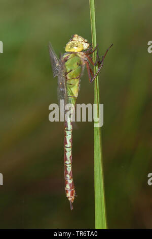 Grüne Hawker (Aeshna viridis, Aeschna viridis), Niederlande Stockfoto