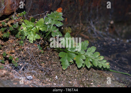 Schwarz spleenwort (Asplenium adiantum-nigrum), Niederlande Stockfoto