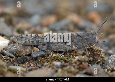 Schlanke blue winged Heuschrecke, schlanke Blue-winged Heuschrecke, Blue-winged Locust (Sphingonotus caerulans), Deutschland Stockfoto