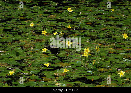 Gelb Floating Heart, eingesäumt Seerose (nymphoides Peltata), niederalnde Stockfoto