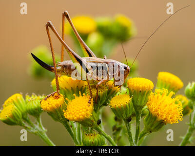 Bog bush Cricket, Bog bushcricket (Metrioptera brachyptera), Niederlande Stockfoto