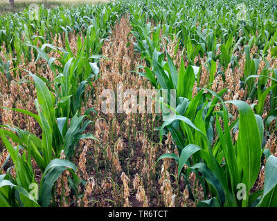 Indische Mais, Mais (Zea mays), Bohnen, wie die Krankenschwester Fruchtart Mais Feld für Stickstofffixierung, Deutschland, Nordrhein-Westfalen Stockfoto