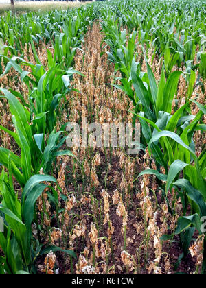 Indische Mais, Mais (Zea mays), Bohnen, wie die Krankenschwester Fruchtart Mais Feld für Stickstofffixierung, Deutschland, Nordrhein-Westfalen Stockfoto