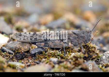 Schlanke blue winged Heuschrecke, schlanke Blue-winged Heuschrecke, Blue-winged Locust (Sphingonotus caerulans), Niederlande Stockfoto