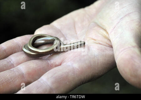 Europäische langsam Wurm, blindworm, Slow worm (Anguis fragilis), Coiled juvenil blindworm auf einer Hand, Deutschland, Nordrhein-Westfalen Stockfoto