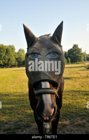 Inländische Pferd (Equus przewalskii f. caballus), trägt eine Fliege Schutzmaske mit Augen, Deutschland, Nordrhein-Westfalen Stockfoto